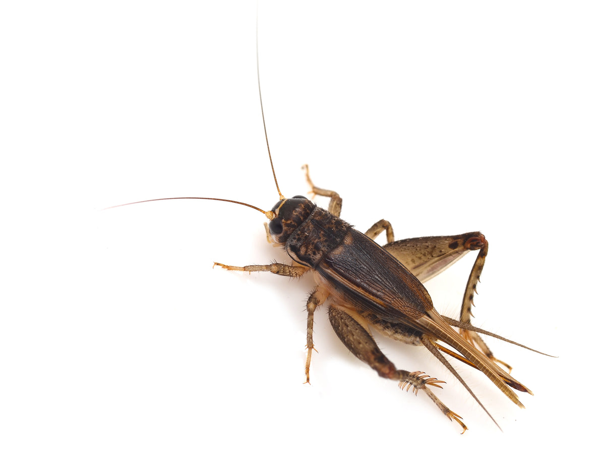 Crickets - In Store Pickup or Curbside Only - See note in description –  Preuss Pets