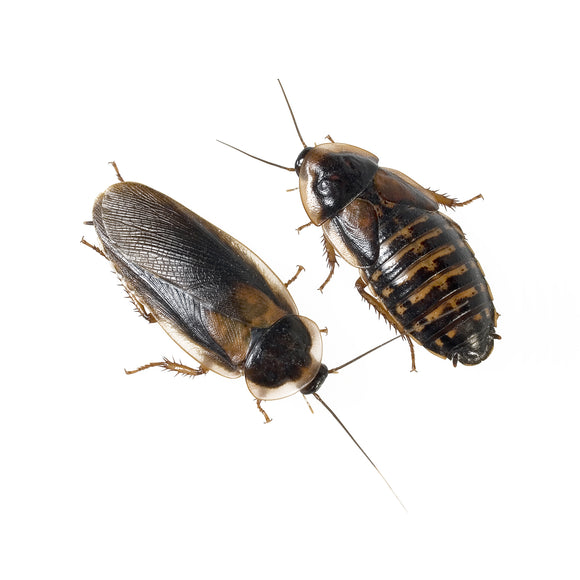 Dubia Roaches - In Store Pickup Only - Limit 2 Cultures per Customer