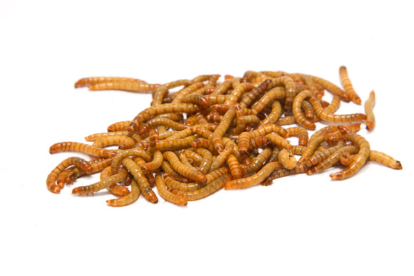 Meal Worms - In Store Pickup Only