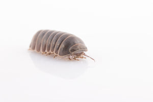 Isopod Cultures - In Store Pickup Only