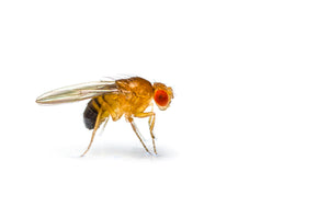 Fruit Fly Culture - In Store Pickup Only - Two Sizes Available