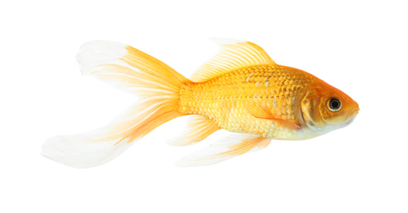 Feeder Goldfish - IN STORE PICKUP OR CURBSIDE ONLY